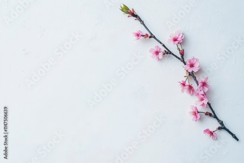 Pink cherry blossom on white background, isolated Sakura tree branch 