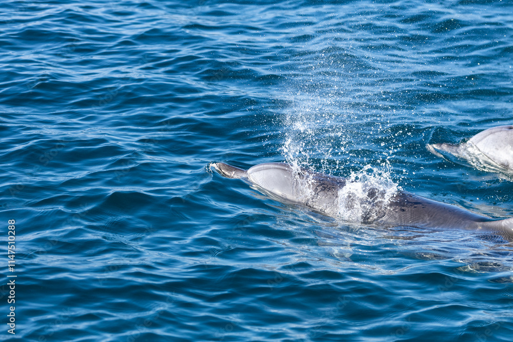 Obraz premium Dolphins swimming in the wild, Matsushima, Japan.