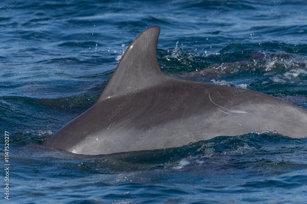 Fototapeta premium Dolphins swimming in the wild, Matsushima, Japan.