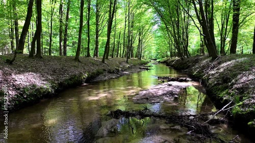 woda las przyroda natura