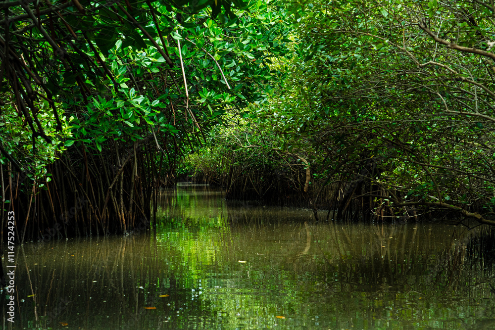 Explore the Picturesque Pichavaram Mangrove Forests Explore the Picturesque Pichavaram Mangrove Forests