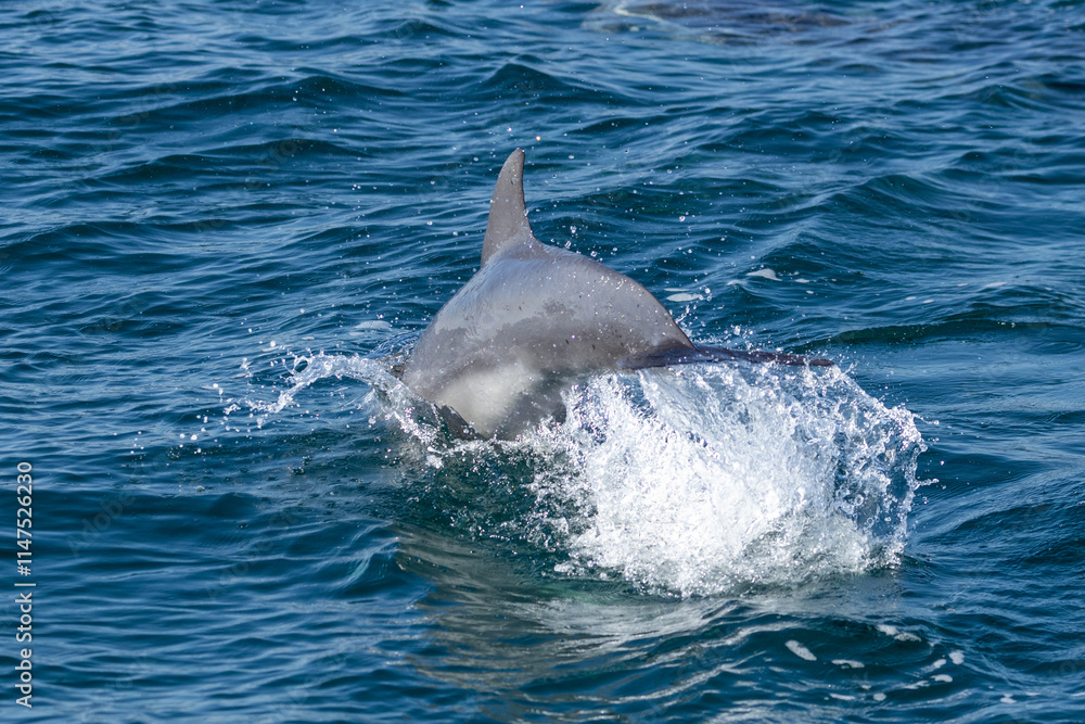 Fototapeta premium Dolphins swimming in the wild, Matsushima, Japan.
