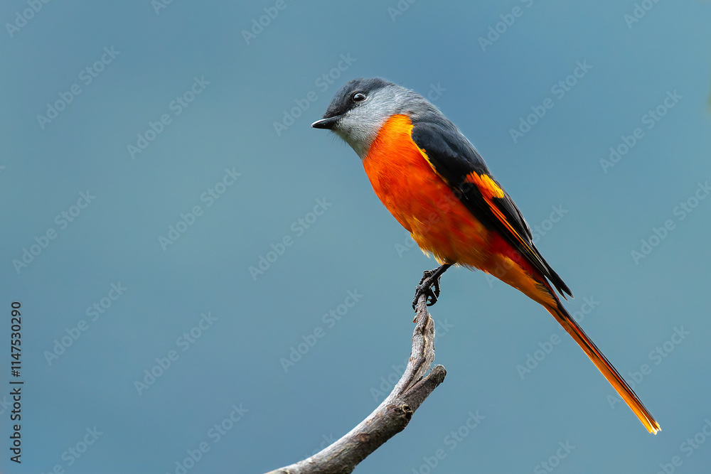 Grey-chinned minivet male perched on blue background Grey-chinned minivet male perched on blue background