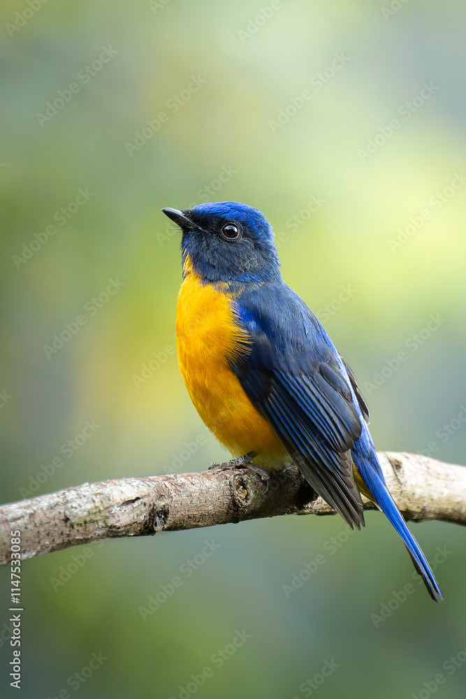Taiwan vivid niltava male perched Taiwan vivid niltava male perched