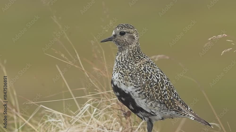 Close up of a golden plover making a sound in grass Close up of a golden plover making a sound in grass