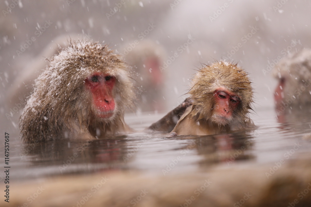 Naklejka premium Japan monkey bathing in a snowy hot spring
