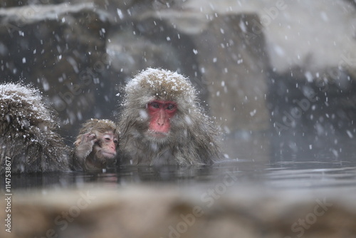 Photography Japan monkey bathing in a snowy hot spring