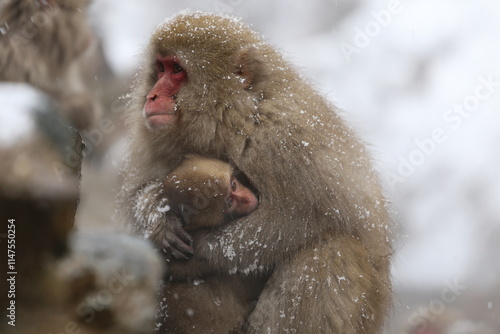 Sticker Japan monkey bathing in a snowy hot spring