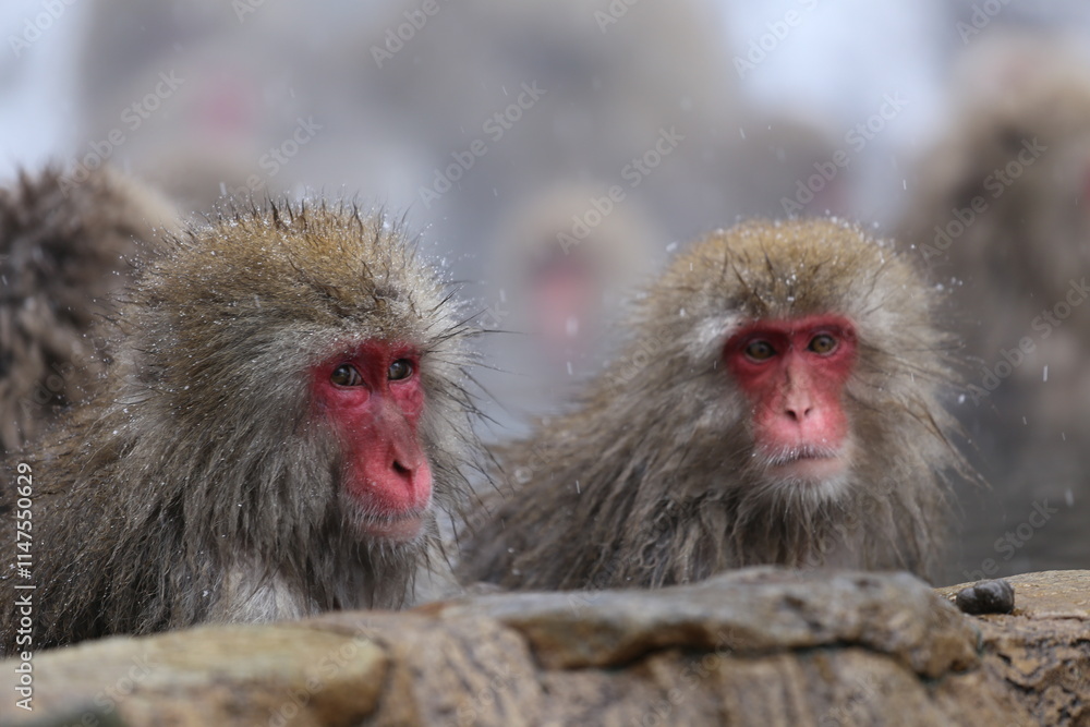 Japan monkey bathing in a snowy hot spring Japan monkey bathing in a snowy hot spring