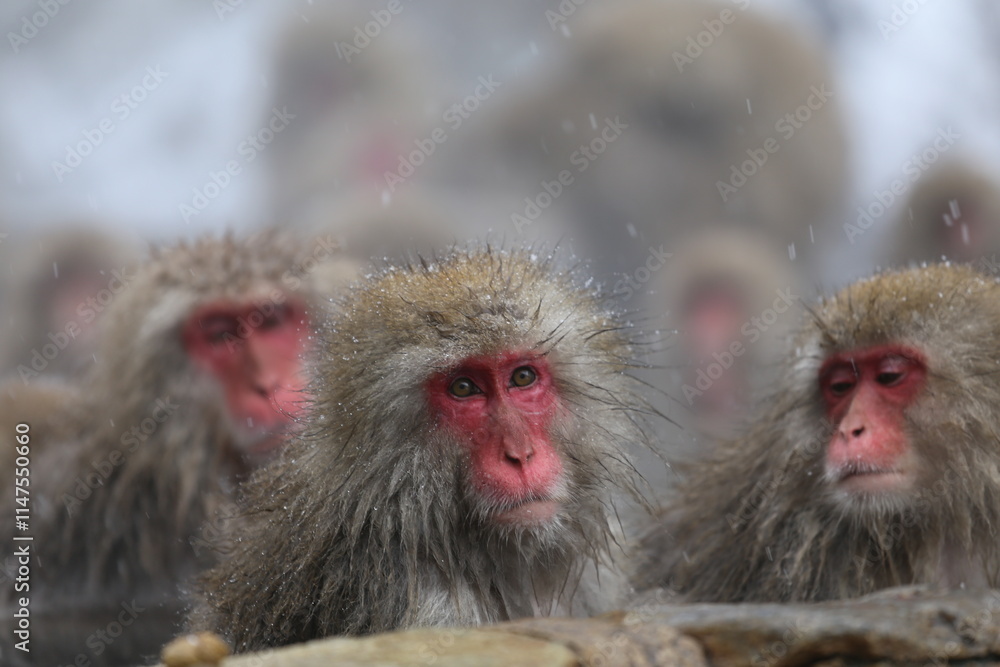 Naklejka premium Japan monkey bathing in a snowy hot spring