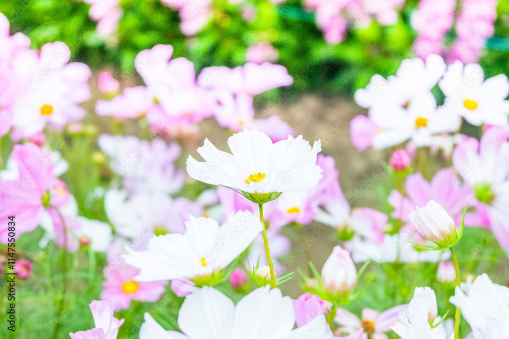 White cosmos flowers full blooming in the field,Scenic cosmos flower field landscape in fresh morning and cloudy sky,Beautiful summer landscape,Selective focus. White cosmos flowers full blooming in the field,Scenic cosmos flower field landscape in fresh morning and cloudy sky,Beautiful summer landscape,Selective focus.