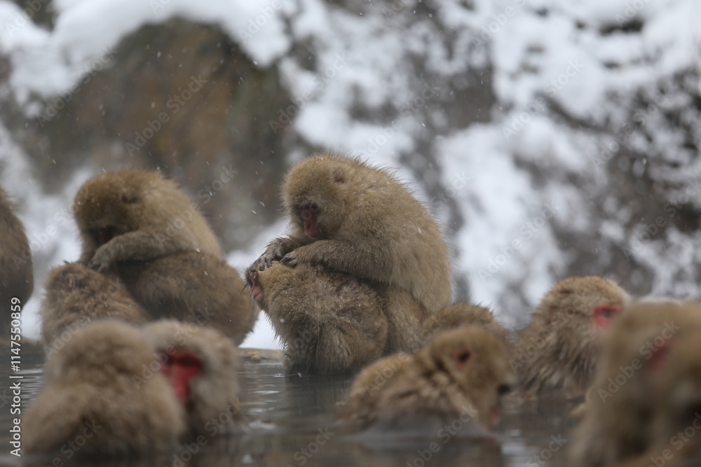 Japan monkey bathing in a snowy hot spring Japan monkey bathing in a snowy hot spring