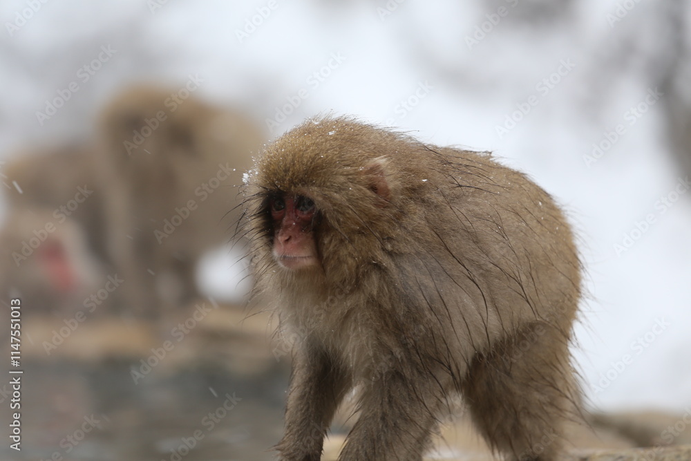 Naklejka premium Japan monkey bathing in a snowy hot spring