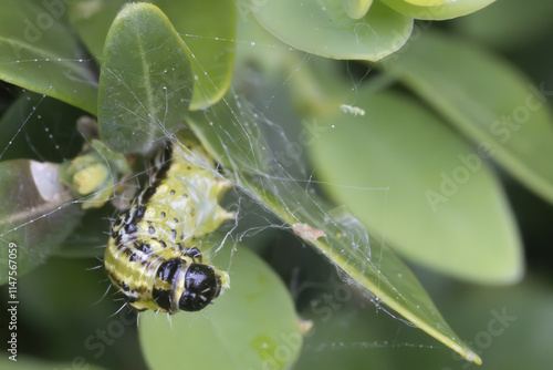 Makroaufnahme einer Raupe des Buchsbaumzünslers (Cydalima perspectalis) beim Fressen von Buchsbaumblättern (Buxus sempervirens)