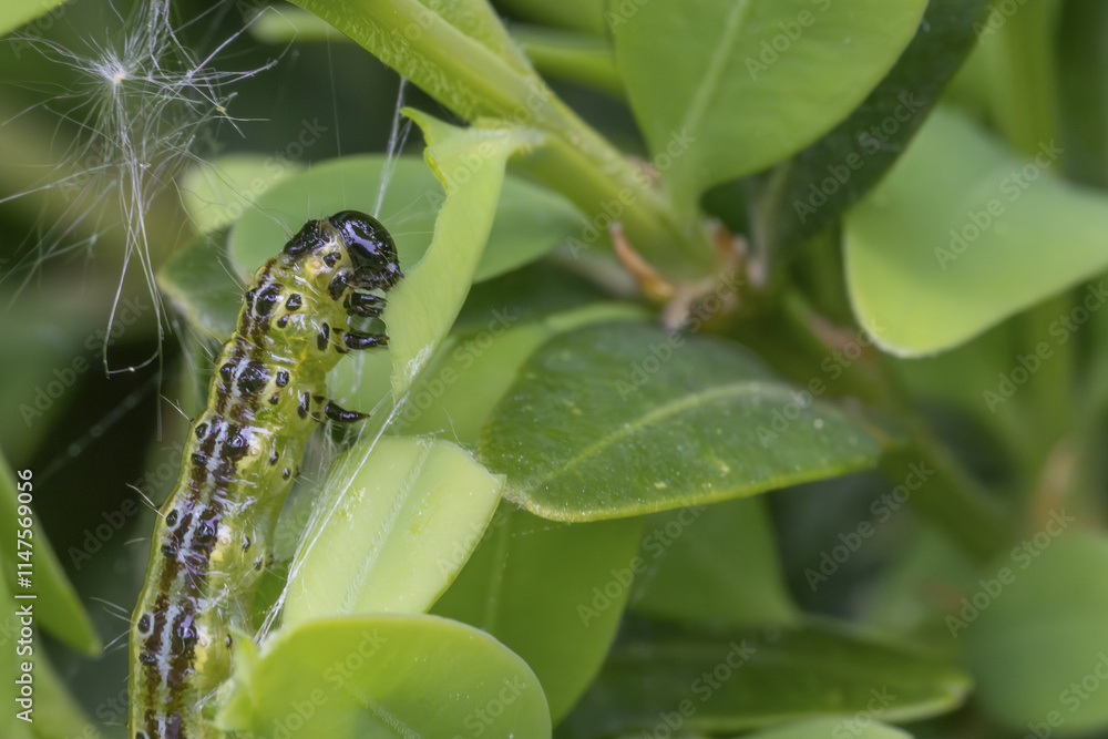 Makroaufnahme einer Raupe des Buchsbaumzünslers (Cydalima perspectalis) beim Fressen von Buchsbaumblättern (Buxus sempervirens) Makroaufnahme einer Raupe des Buchsbaumzünslers (Cydalima perspectalis) beim Fressen von Buchsbaumblättern (Buxus sempervirens)