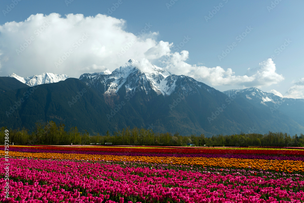 Cultivated Tulip Field Fraser Valley Mount Cheam Peak Cultivated Tulip Field Fraser Valley Mount Cheam Peak