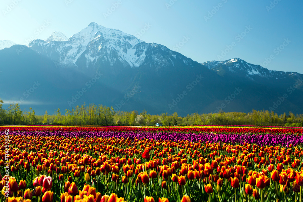 Cultivated Tulip Field Fraser Valley Mount Cheam Peak Cultivated Tulip Field Fraser Valley Mount Cheam Peak