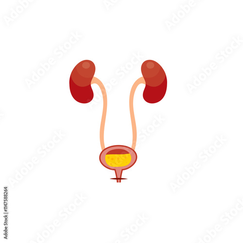 Illustration of Human Urinary System