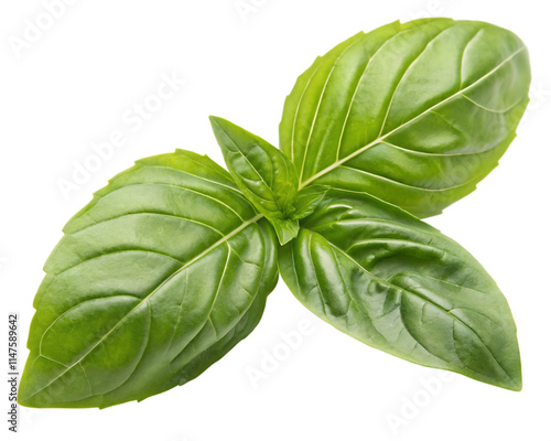 A fresh basil leaf isolated on a transparent background