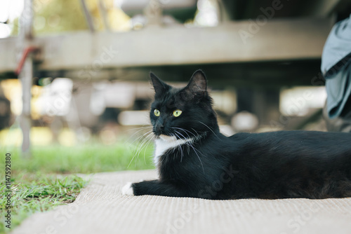 Relaxed black and white cat with vibrant green eyes photo