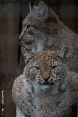 The Eurasian lynx (Lynx lynx), also known as the European lynx or Siberian lynx in autumn colors.