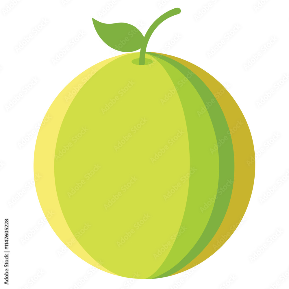 honeydew melon vector illustration on white background honeydew melon vector illustration on white background