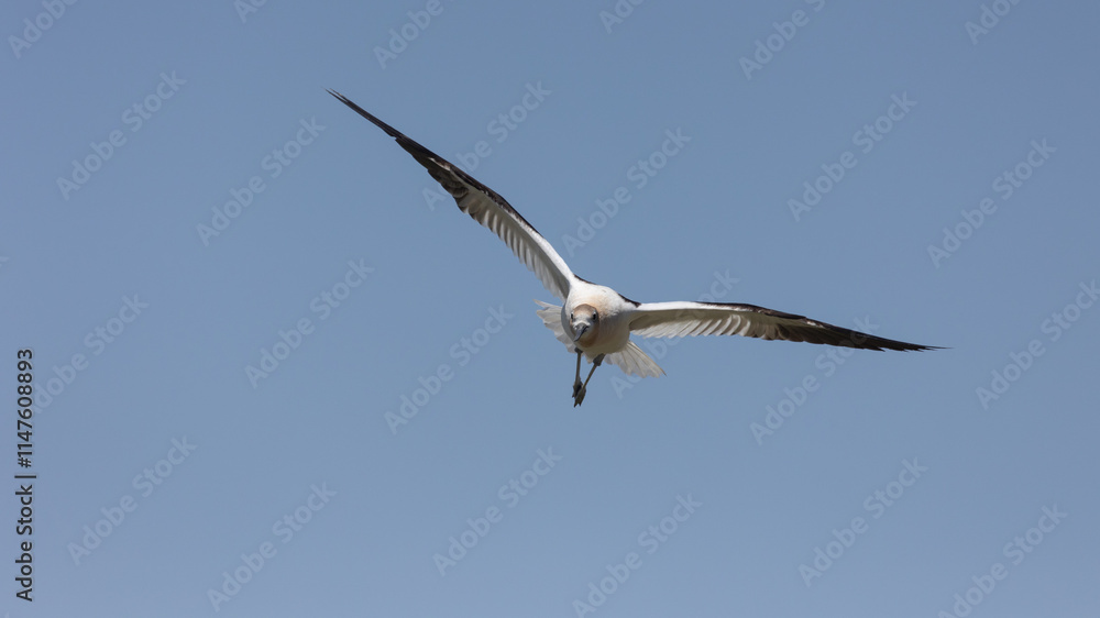 An American Avocet glides through the air towards the camera in a clear blue sky at the Bear River Migratory Bird Refuge in Brigham City Utah, USA on a summer day.