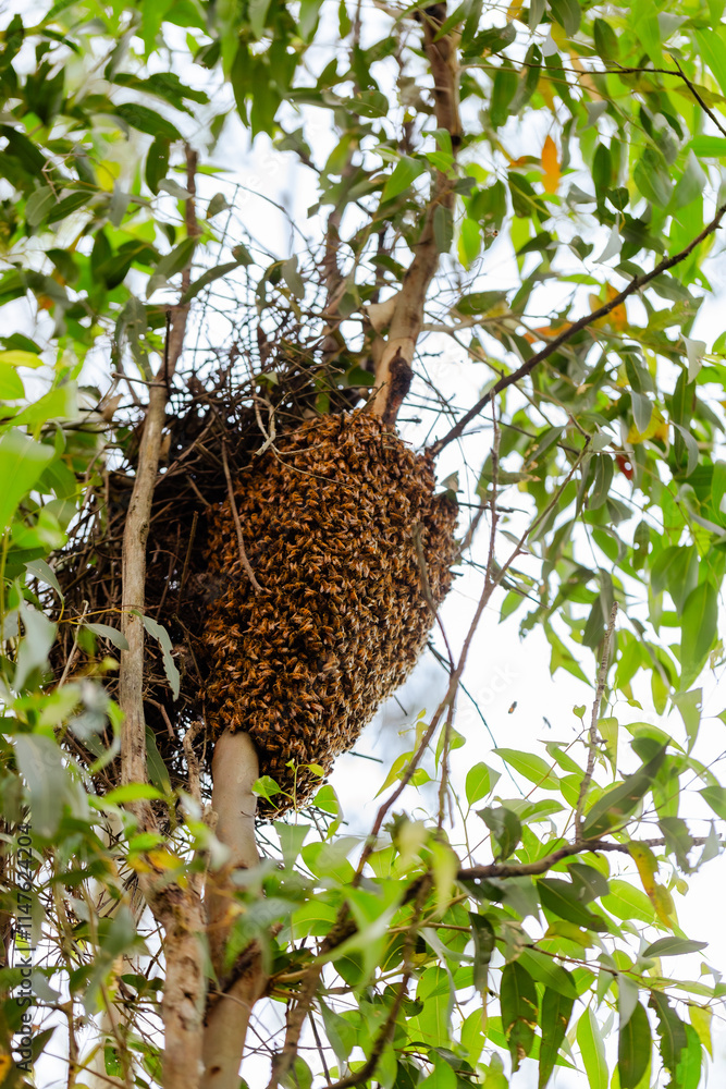 Swarm of bees in gum tree Swarm of bees in gum tree