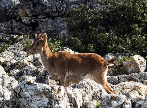 Female Ibex (Capra pyrenaica) in Torcal de Antequera. Malaga, Andalusia, Spain.