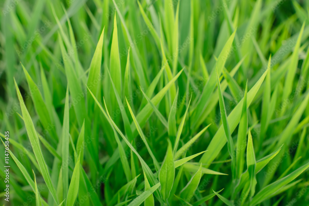 The close-up photo shows the green grass which is a refreshing and relaxing, natural therapy. The close-up photo shows the green grass which is a refreshing and relaxing, natural therapy.