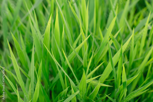 The close-up photo shows the green grass which is a refreshing and relaxing, natural therapy.