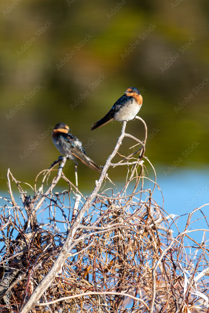 Welcome Swallow pair perched on leafless scrub above water. Welcome Swallow pair perched on leafless scrub above water.