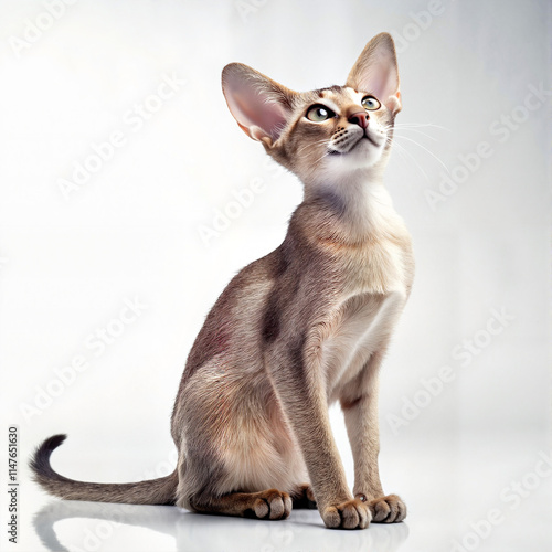 Abyssinian cat looking upward on white