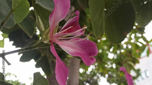 Bauhinia blakeana in the garden photo