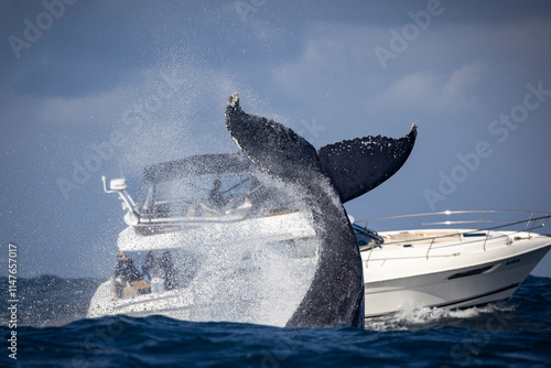 Humpback whale performs a peduncle/tail throw in front of recreational vessel while whale watching, Sydney, Australia