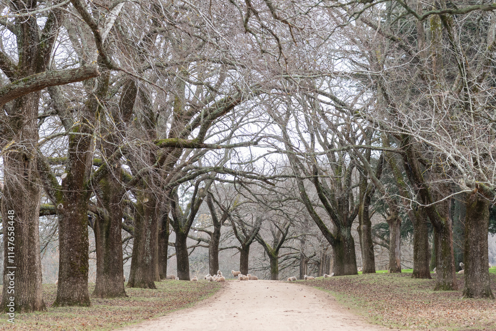 regional tree lined driveway in winter regional tree lined driveway in winter