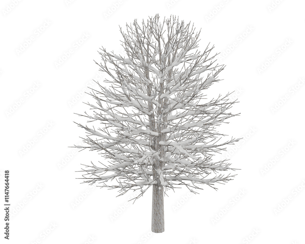 Obraz premium oak tree with snow isolated on white