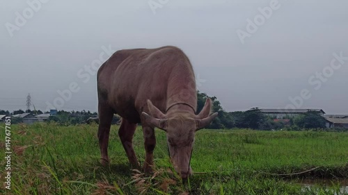 buffalo farm: cute buffalo in the rice field photo