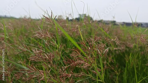 Cyperus longus in the garden photo