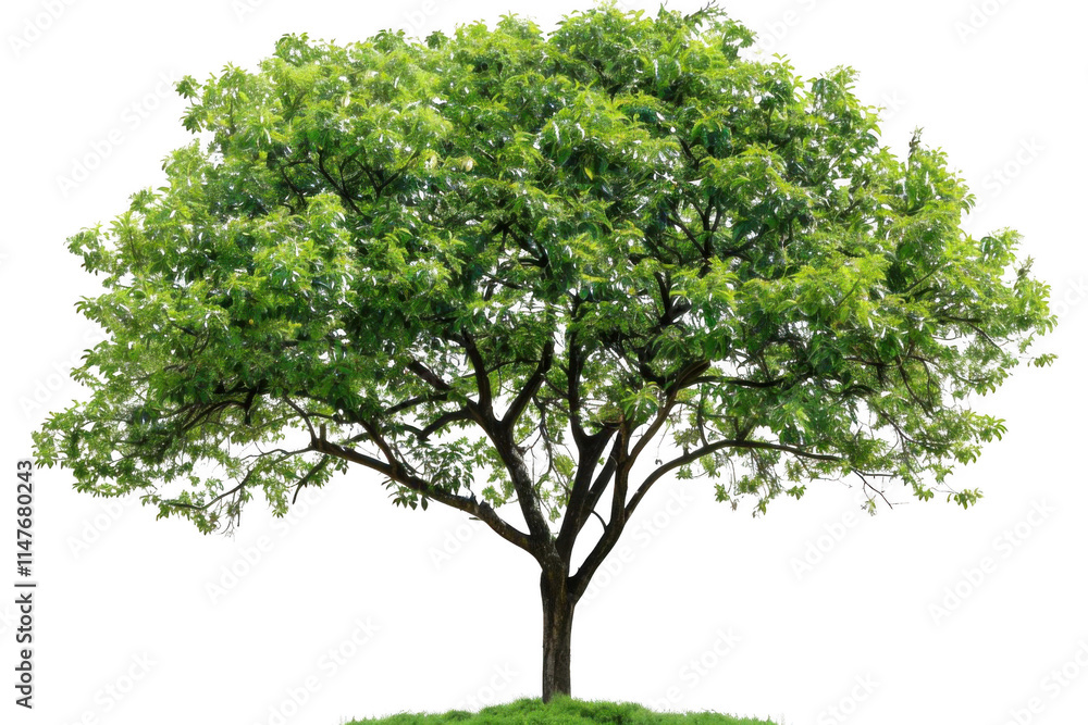 Lush Green Tree Stands Tall Against Black Backdrop, Showcasing Nature's Beauty and Tranquility. Lush Green Tree Stands Tall Against Black Backdrop, Showcasing Nature's Beauty and Tranquility.
