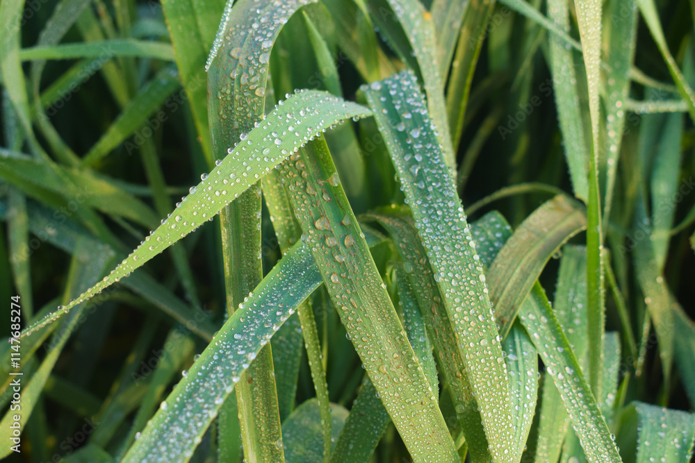 rain drops on a green wheat leaves, Dewdrops on green perennial rye grass field on leaf in the morning, When Raindrops are in a relationship with leaf's rain drops on a green wheat leaves, Dewdrops on green perennial rye grass field on leaf in the morning, When Raindrops are in a relationship with leaf's