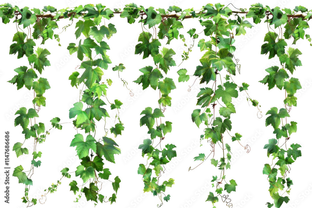 Green Grape Leaves Hanging Down Create Natural Curtain, Botanical Beauty. Green Grape Leaves Hanging Down Create Natural Curtain, Botanical Beauty.