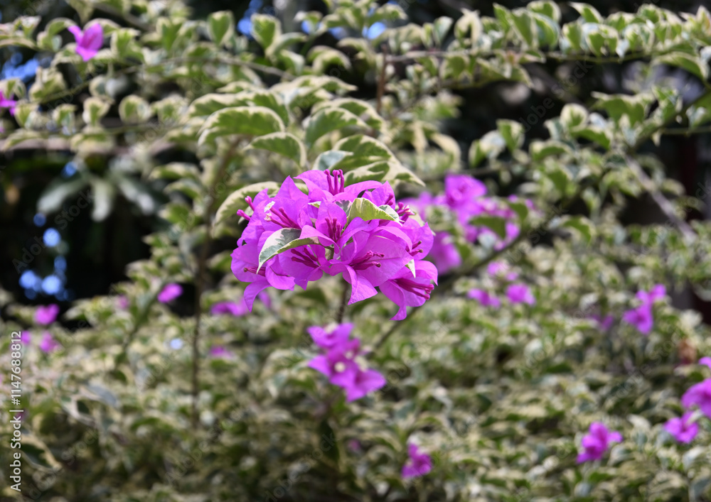Purple flowers blooming on a bougainvillea twig in a garden view Purple flowers blooming on a bougainvillea twig in a garden view
