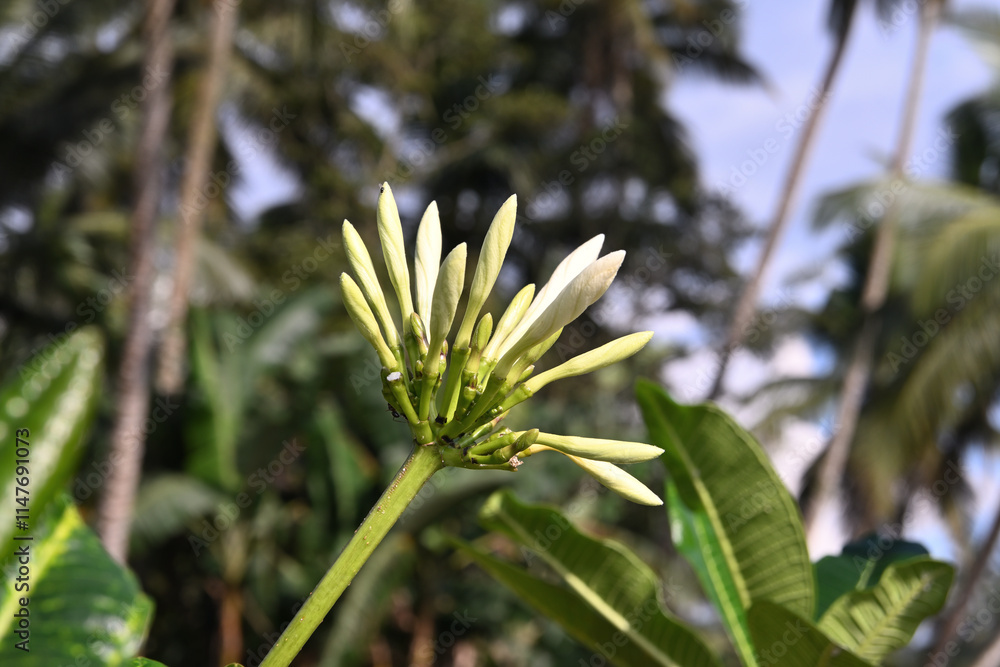 Cream colored flower buds that are ready to bloom are on a Temple Flower tree Cream colored flower buds that are ready to bloom are on a Temple Flower tree