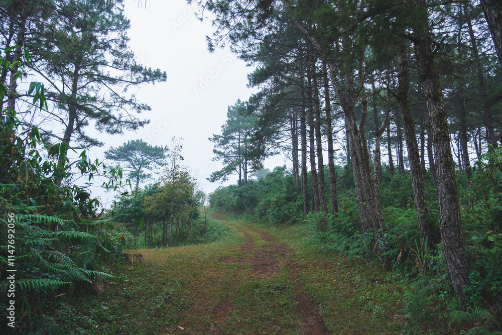 Obraz premium A dirt road in the forest