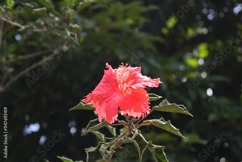 A soft focus view of a rose mallow flower with a reddish color exposed to sunlight