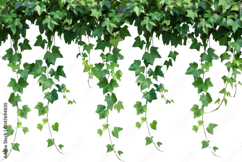 Green Ivy Leaves Hanging Down Gracefully with Vines, Nature's Beauty. Green Ivy Leaves Hanging Down Gracefully with Vines, Nature's Beauty.
