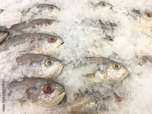 White Croaker on Ice