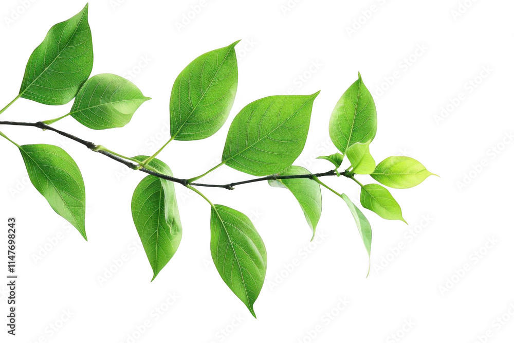 Green Leaves Grow on Branch with Black Background, Nature's Beauty. Green Leaves Grow on Branch with Black Background, Nature's Beauty.