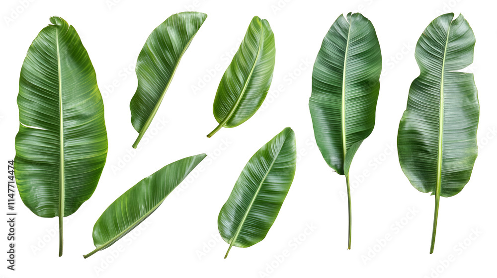 Fototapeta premium Collection of Lush Green Tropical Banana Leaves Isolated